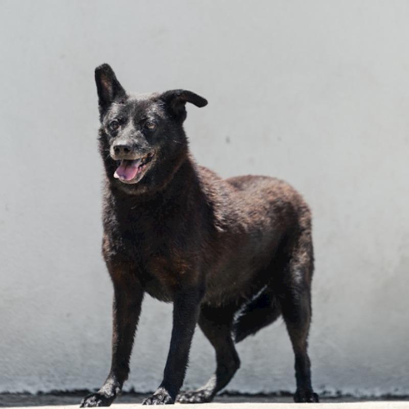 新北市新店區公立動物之家,編號:35325, 混種犬          