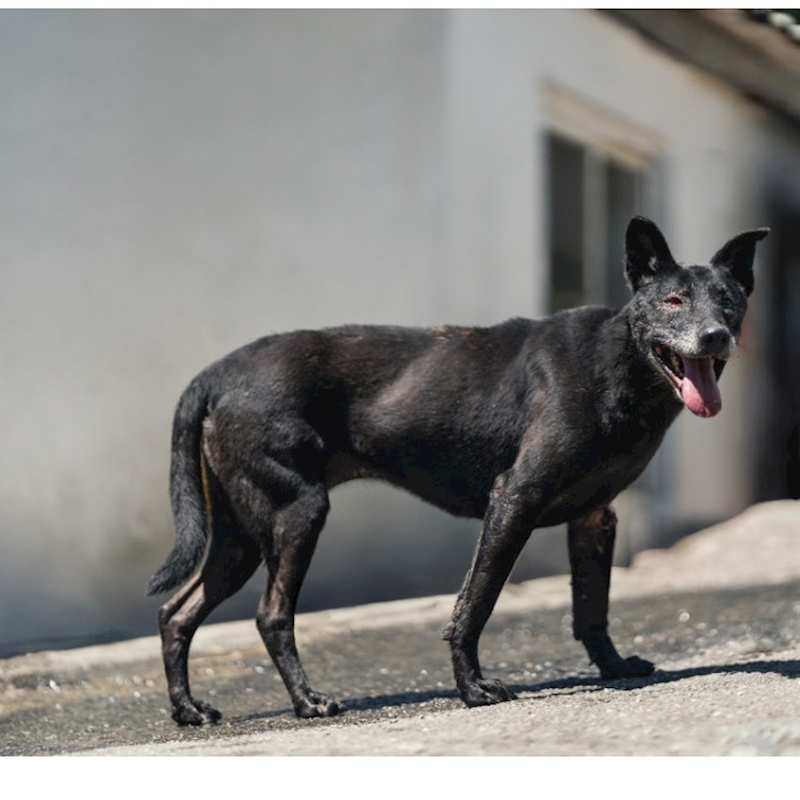 新北市新店區公立動物之家,編號:141377, 混種犬          