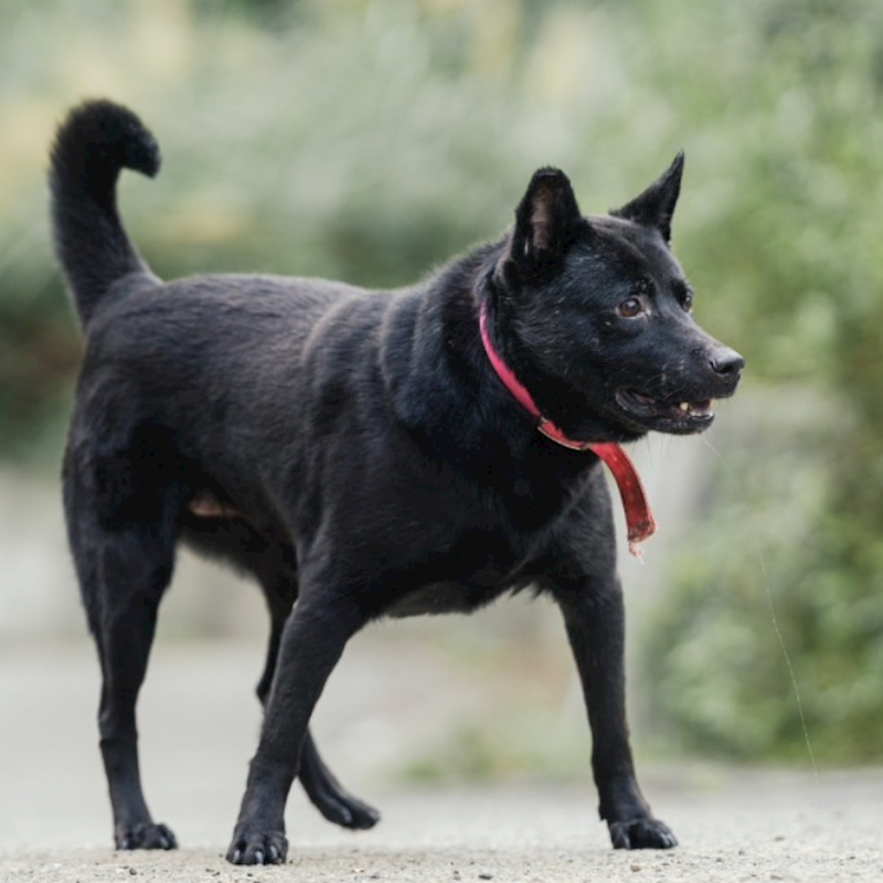 新北市新店區公立動物之家,編號:35293, 混種犬          