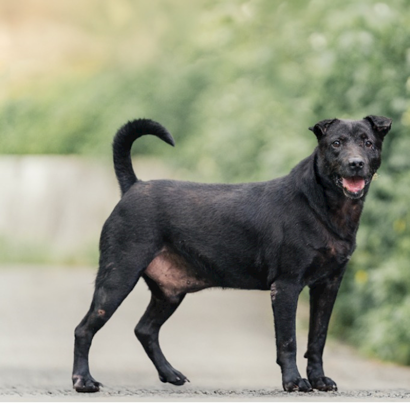 新北市新店區公立動物之家,編號:399324, 混種犬          