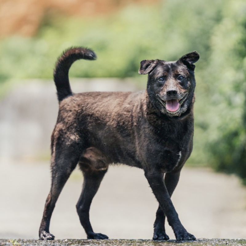 新北市新店區公立動物之家,編號:46433, 混種犬          
