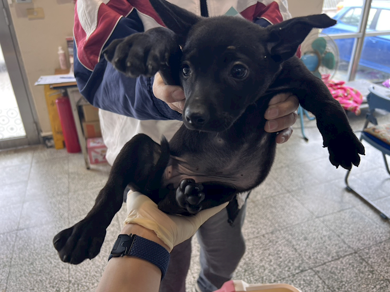 桃園市動物保護教育園區,編號:440289, 混種犬          