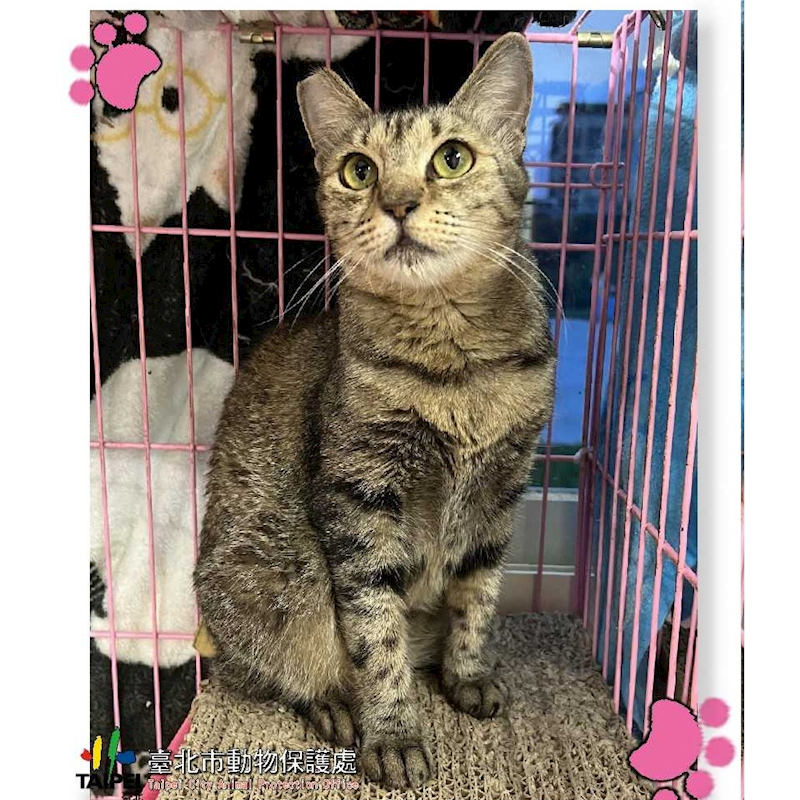 臺北市動物之家,編號:244158, 混種貓                 