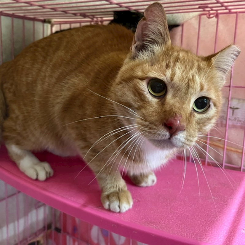 臺北市動物之家,編號:387393, 混種貓                 