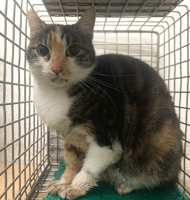 臺北市動物之家,編號:437196, 混種貓                 