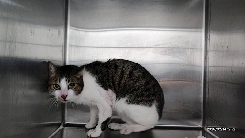 臺北市動物之家,編號:442871, 混種貓                 