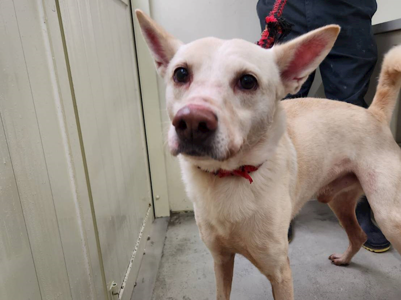 臺北市動物之家,編號:288347, 混種犬          