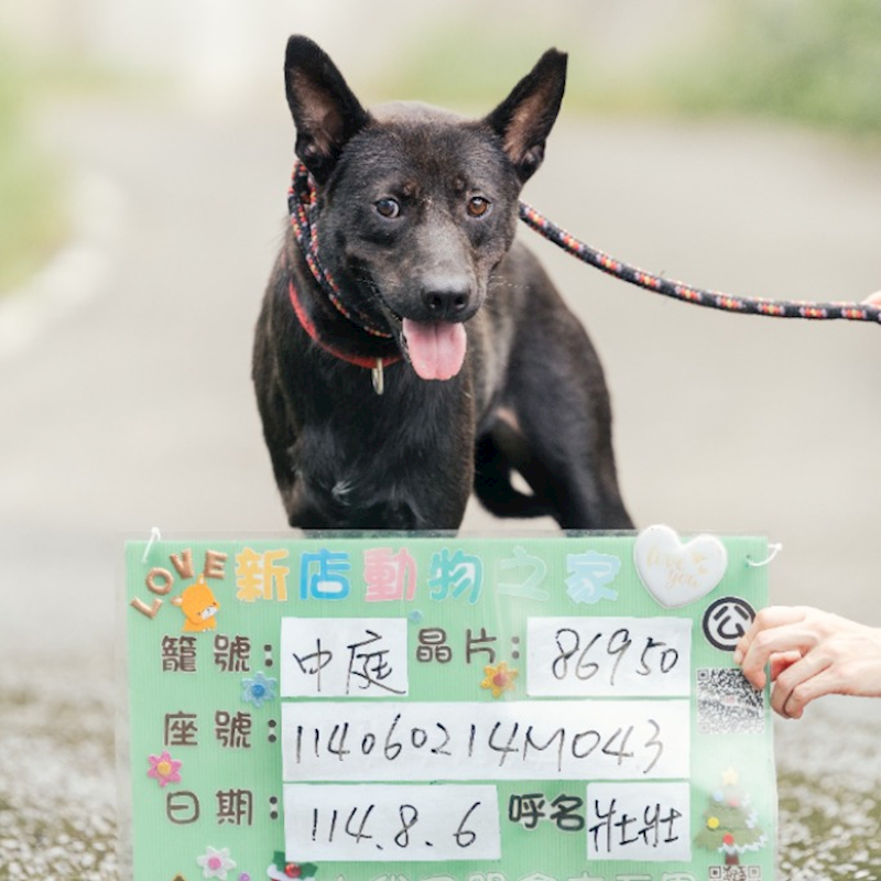 新北市新店區公立動物之家,編號:407812, 混種犬          
