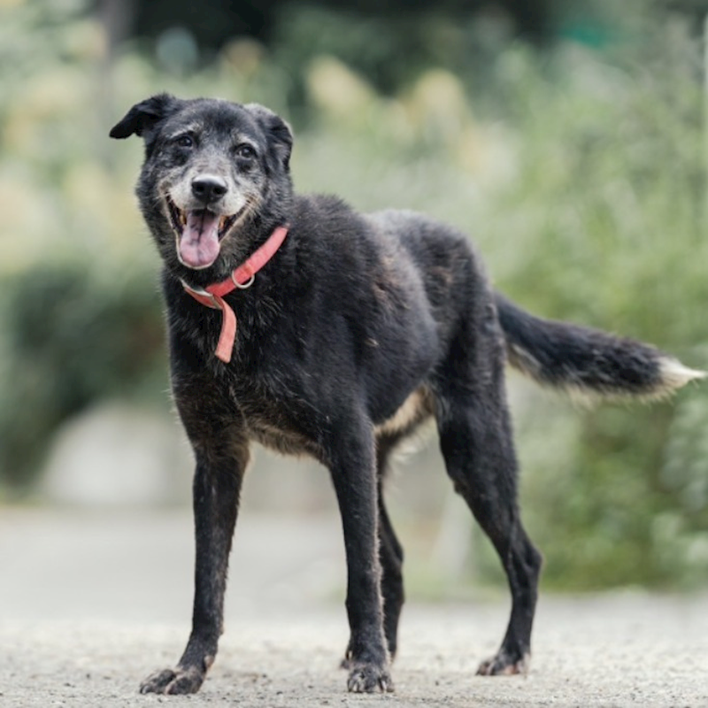 新北市新店區公立動物之家,編號:48268, 混種犬          