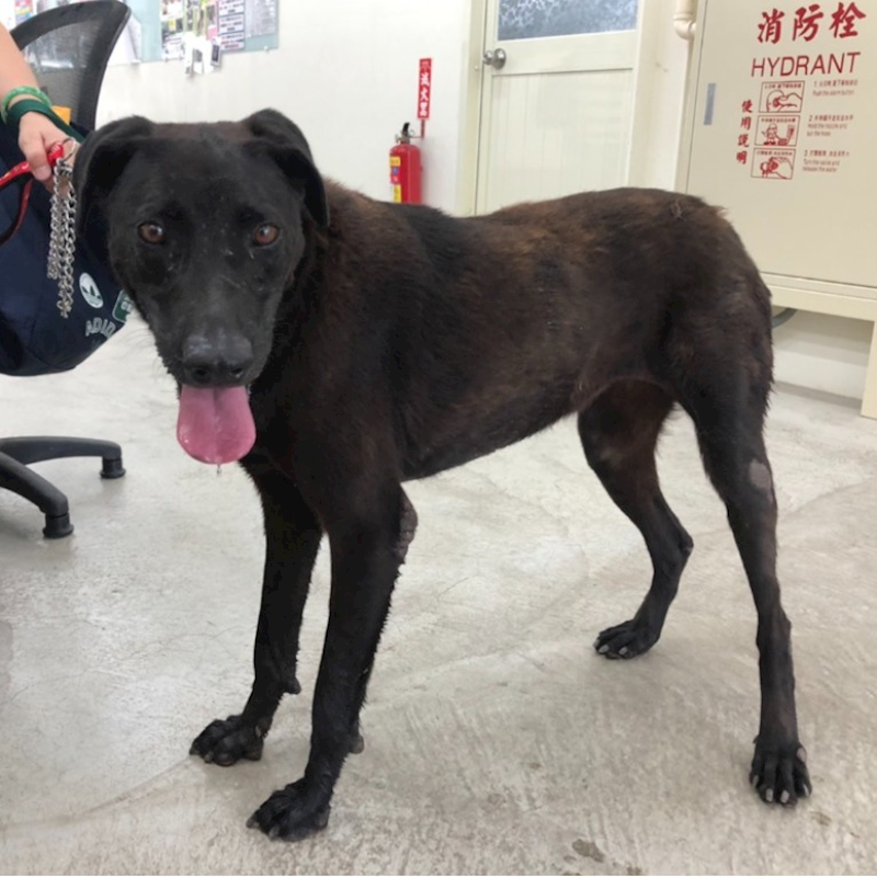臺北市動物之家,編號:320283, 混種犬          