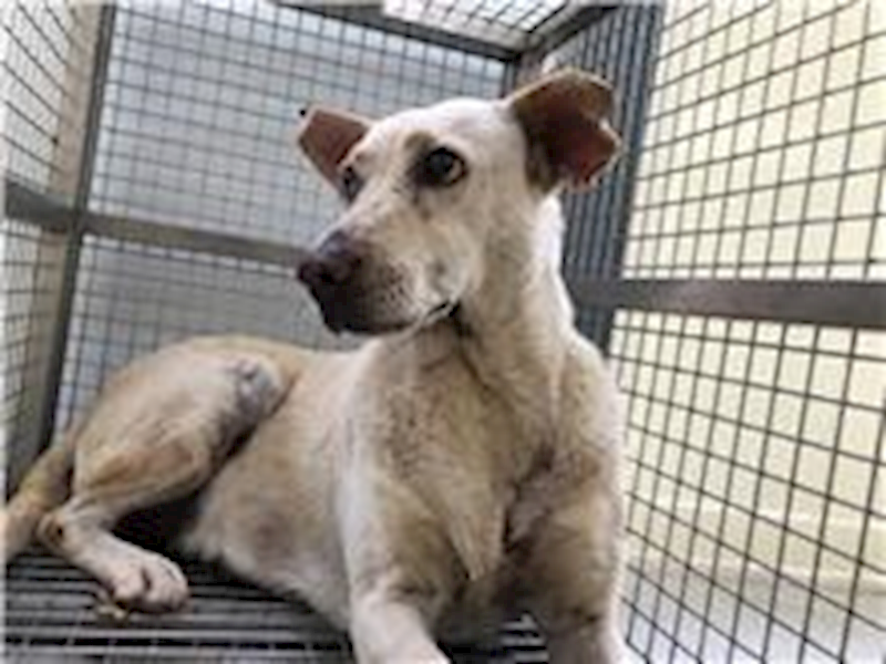 臺北市動物之家,編號:265753, 混種犬          