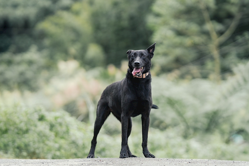 新北市新店區公立動物之家,編號:387157, 混種犬          