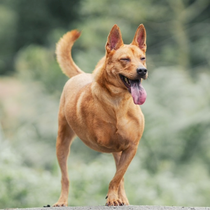 新北市新店區公立動物之家,編號:340957, 混種犬          