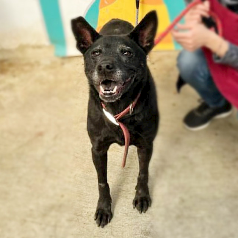 新北市新店區公立動物之家,編號:401011, 混種犬          