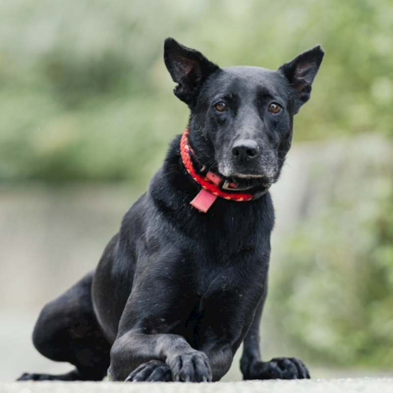 新北市新店區公立動物之家,編號:243563, 混種犬          