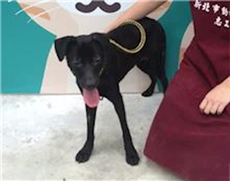 新北市新店區公立動物之家,編號:35313, 混種犬          