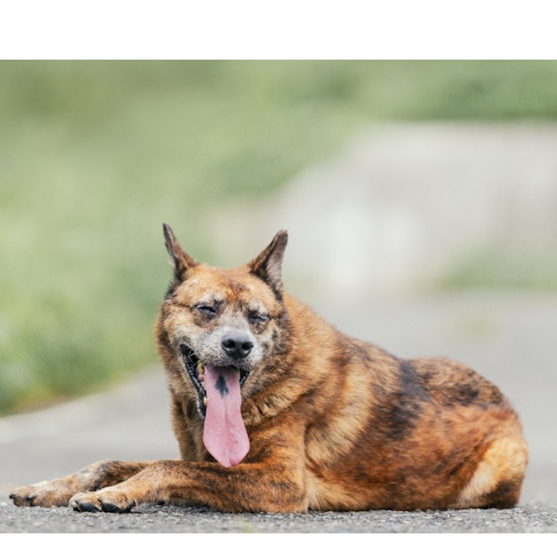新北市新店區公立動物之家,編號:402478, 混種犬          