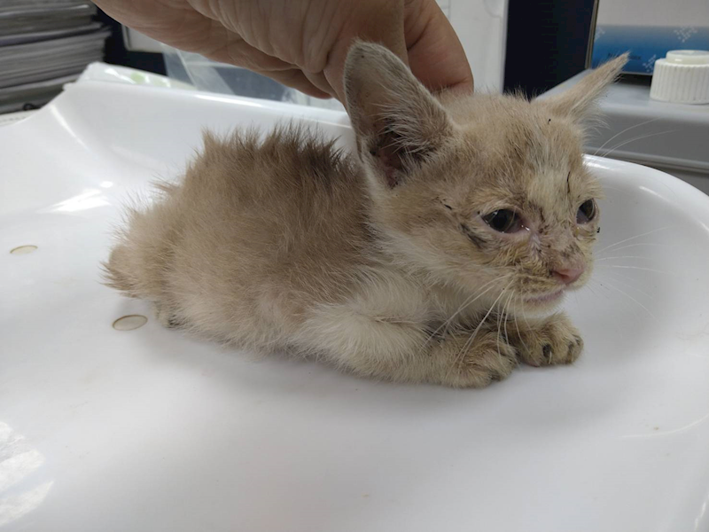 桃園市動物保護教育園區,編號:440555, 混種貓                 