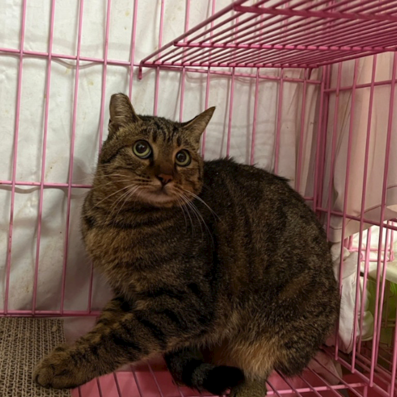 臺北市動物之家,編號:339671, 混種貓                 