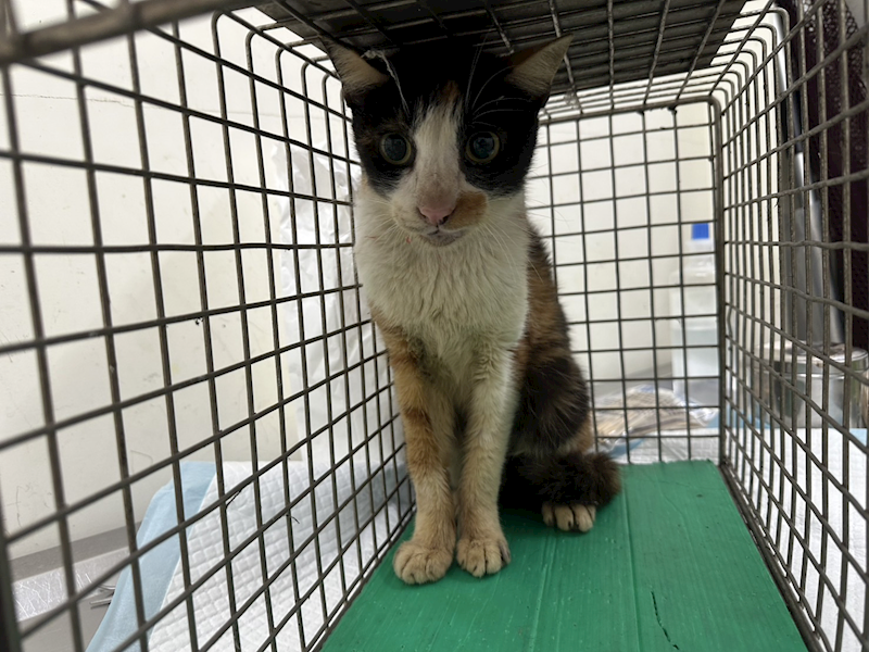 臺北市動物之家,編號:388906, 混種貓                 