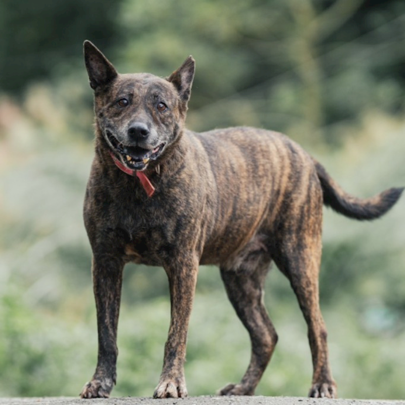 新北市新店區公立動物之家,編號:319516, 混種犬          