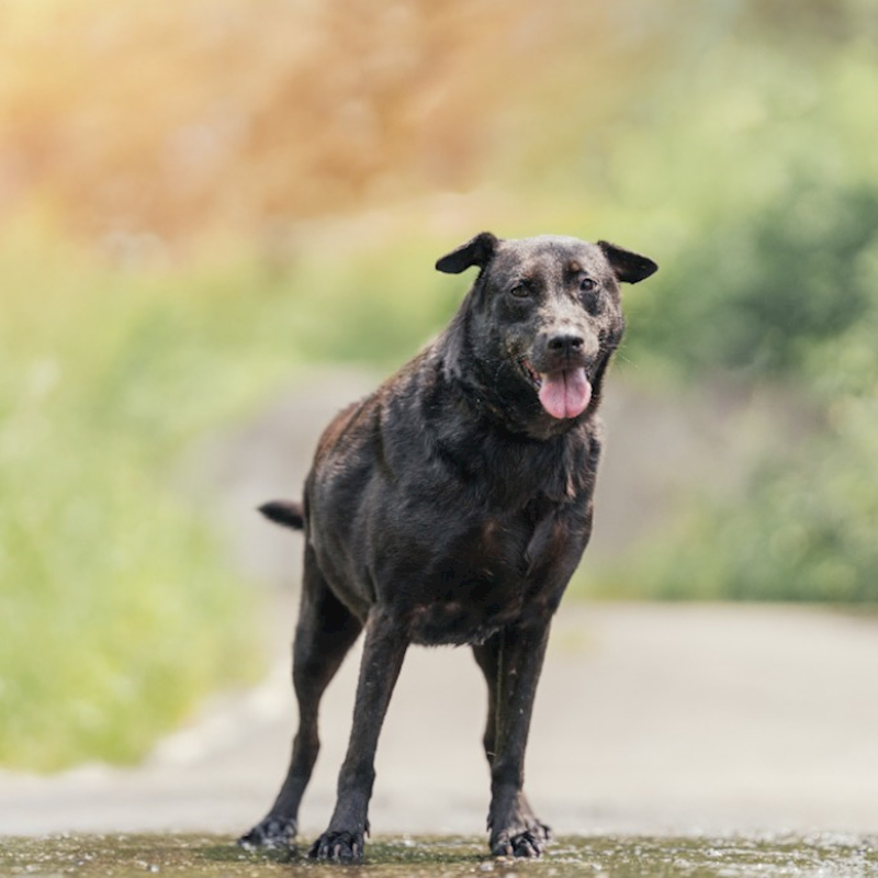 新北市新店區公立動物之家,編號:35327, 混種犬          