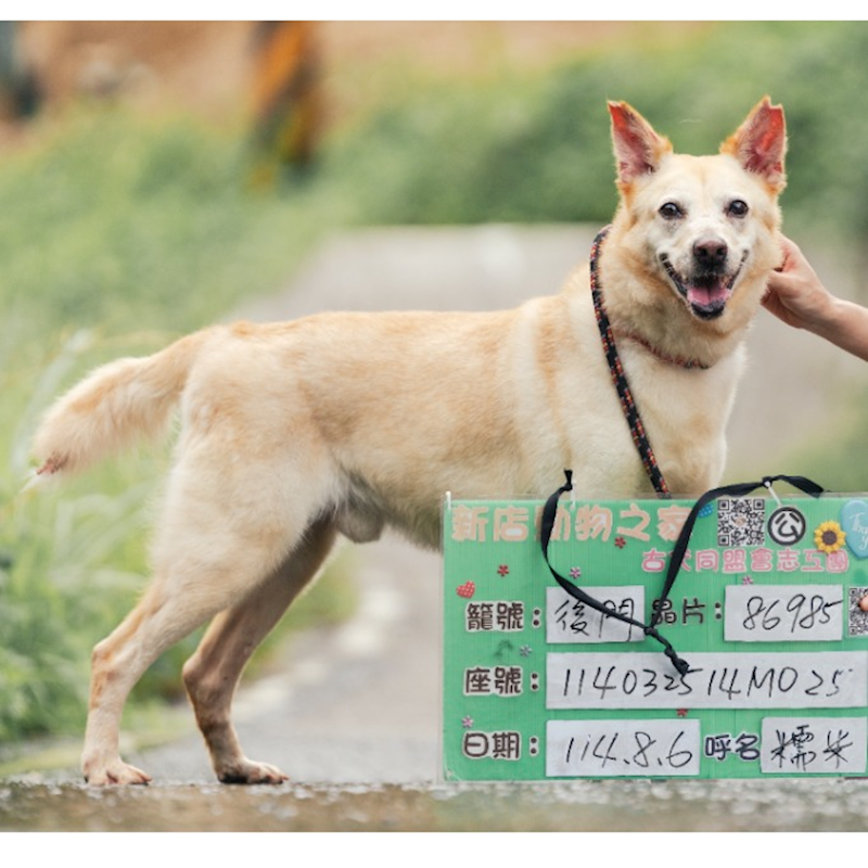 新北市新店區公立動物之家,編號:399157, 混種犬          