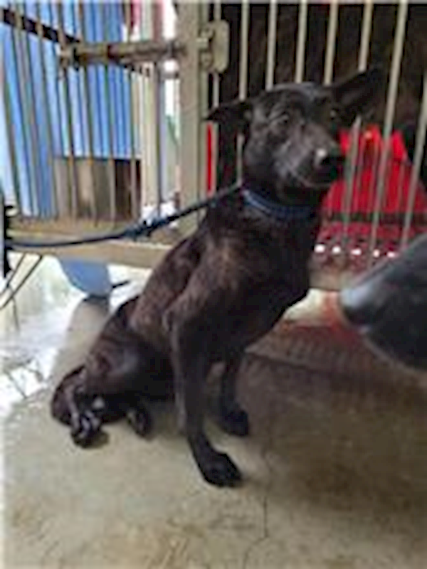 新北市新店區公立動物之家,編號:35263, 混種犬          