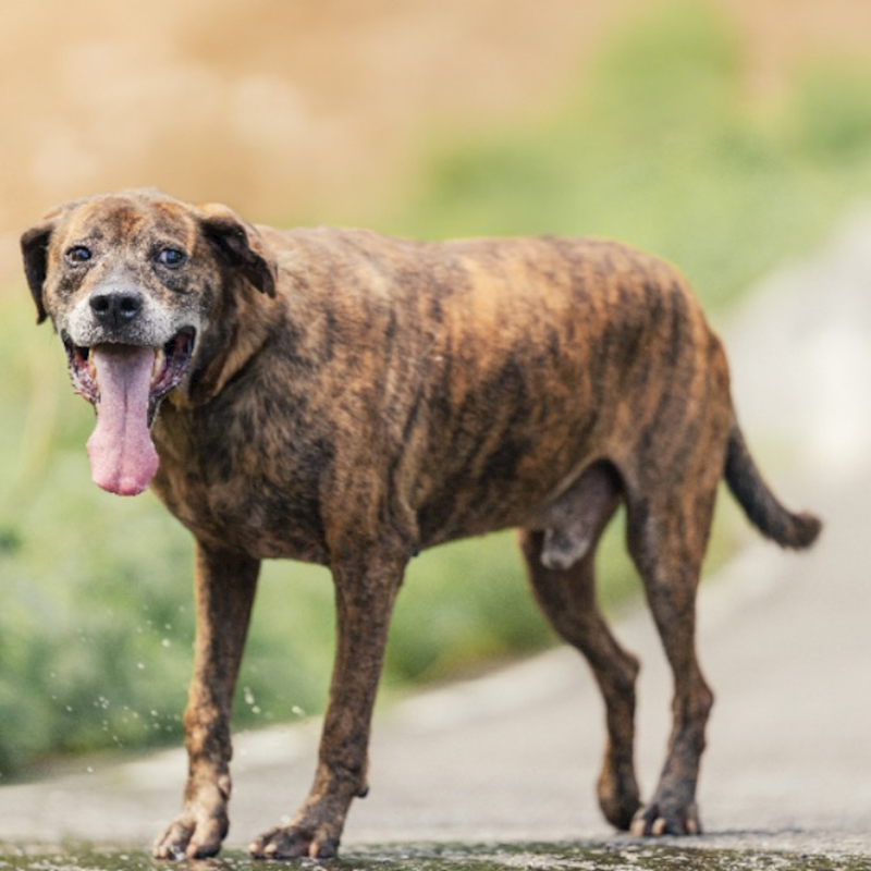 新北市新店區公立動物之家,編號:399314, 混種犬          