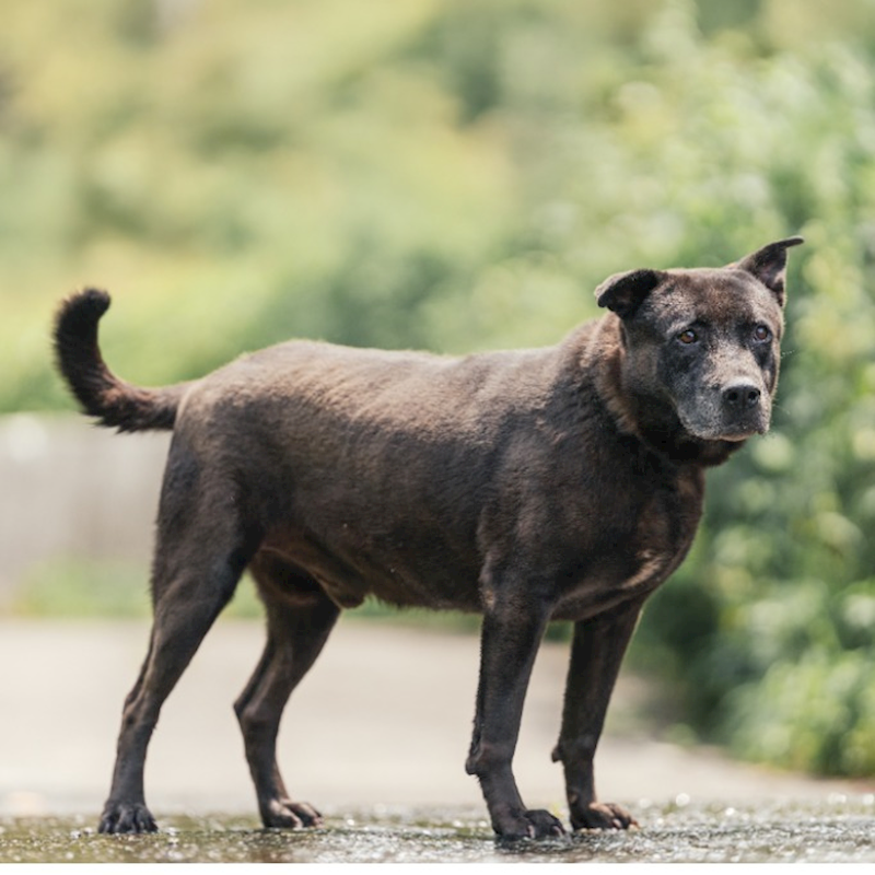 新北市新店區公立動物之家,編號:285943, 混種犬          