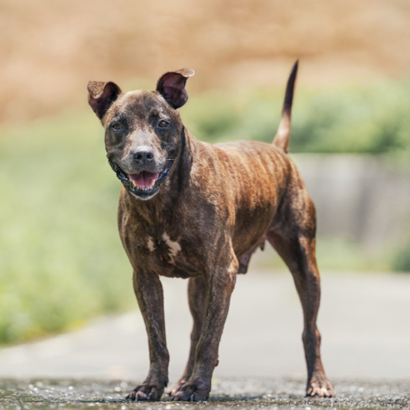 新北市新店區公立動物之家,編號:272698, 比特犬