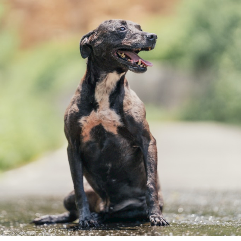 新北市新店區公立動物之家,編號:238112, 混種犬          