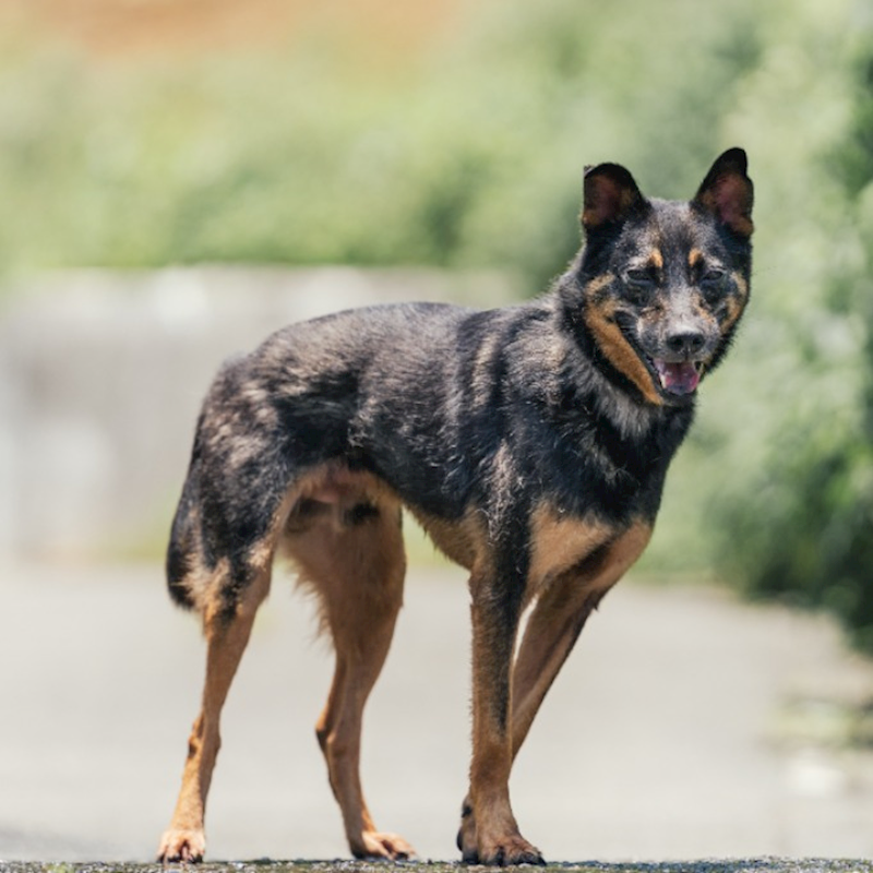 新北市新店區公立動物之家,編號:246915, 混種犬          