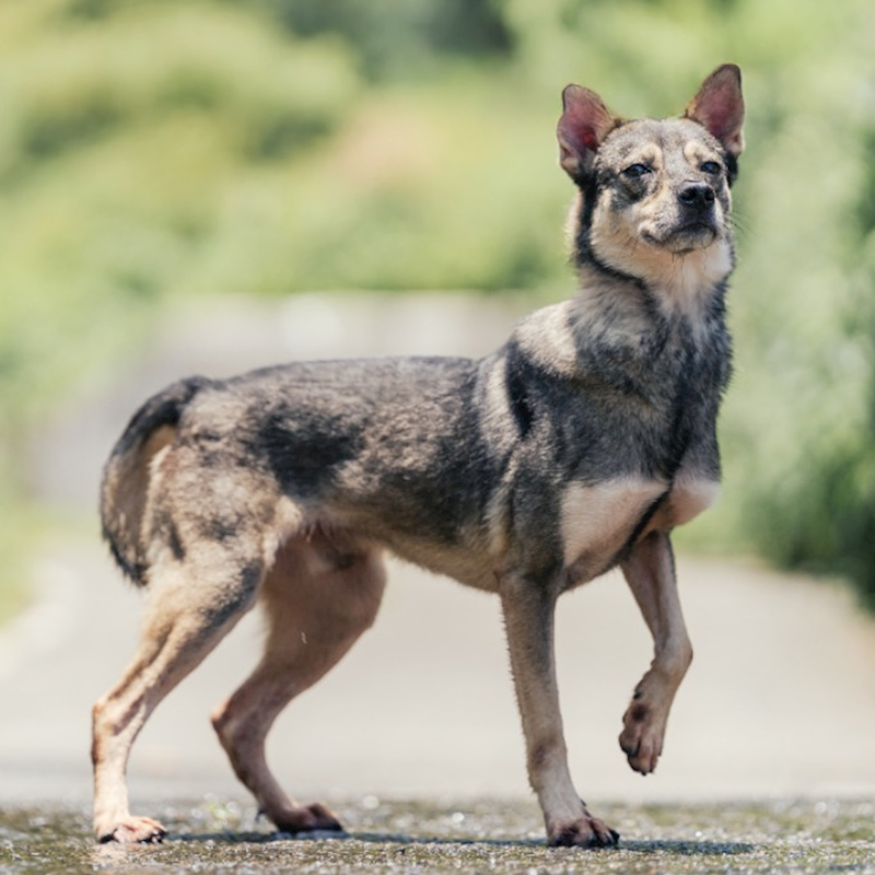 新北市新店區公立動物之家,編號:237128, 混種犬          
