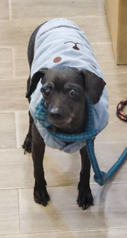 新北市中和區公立動物之家,編號:442959, 貴賓犬        