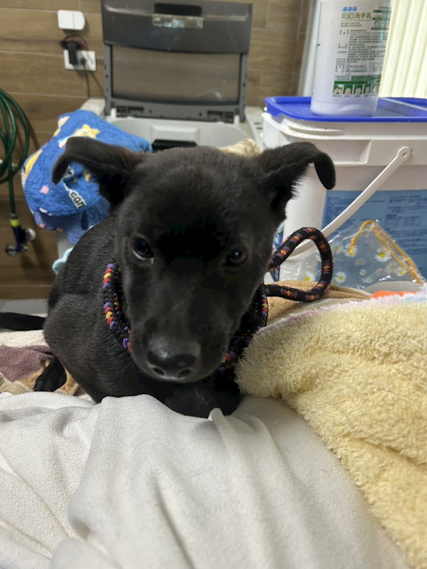 新北市中和區公立動物之家,編號:442955, 混種犬          