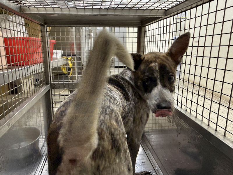 臺北市動物之家,編號:427680, 混種犬          