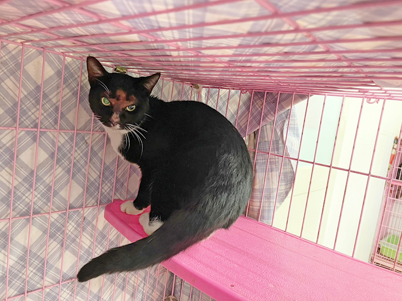 臺北市動物之家,編號:390581, 混種貓                 