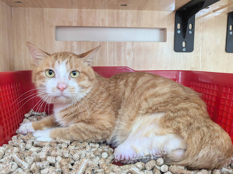 新竹縣動物保護教育園區,編號:442493, 混種貓                 