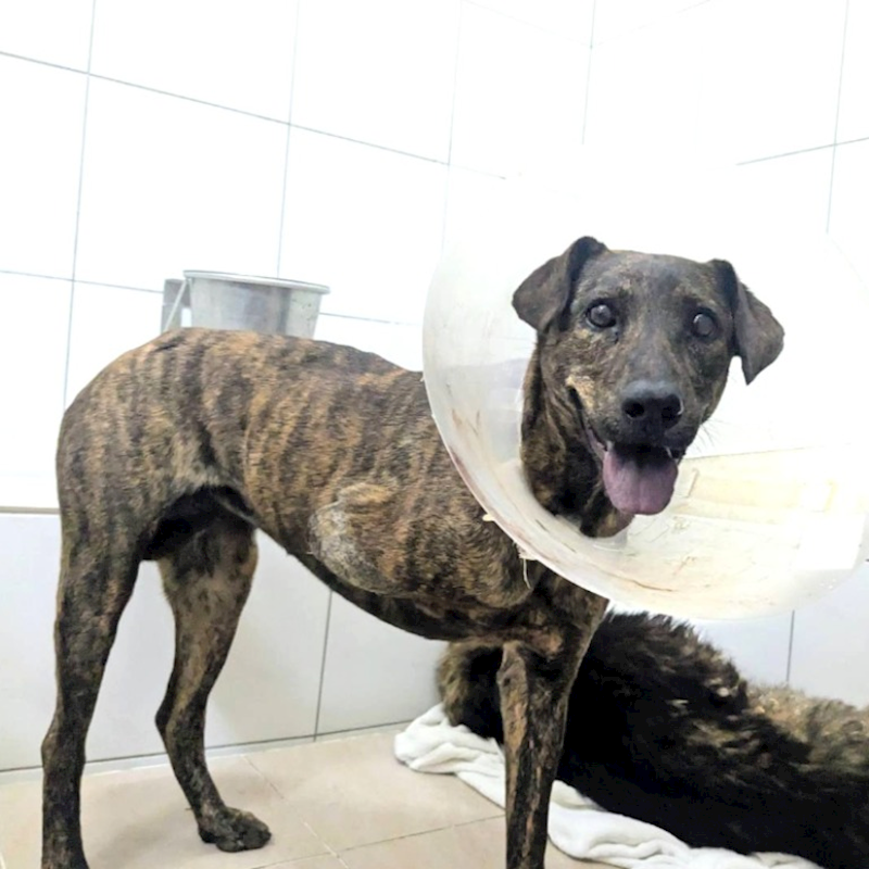 新竹縣動物保護教育園區,編號:441963, 混種犬          