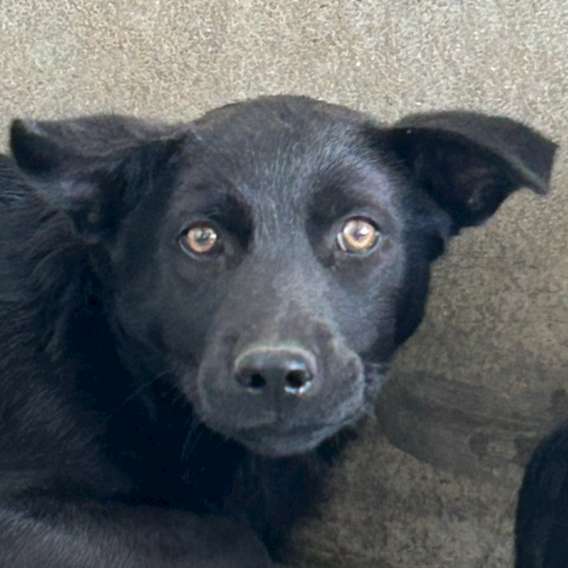 澎湖縣流浪動物收容中心,編號:438319, 混種犬          