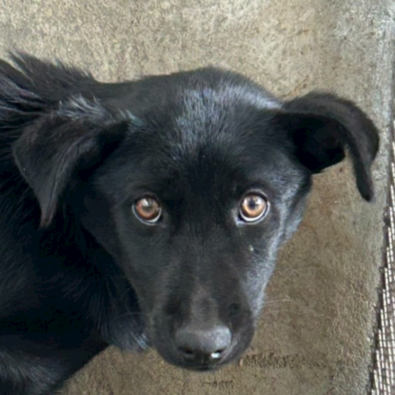 澎湖縣流浪動物收容中心,編號:438320, 混種犬          