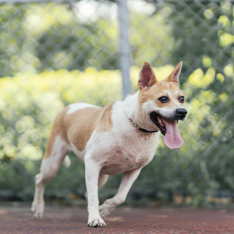 新北市板橋區公立動物之家,編號:395852, 混種犬          