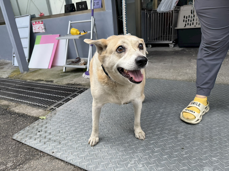 新北市板橋區公立動物之家,編號:431145, 混種犬          