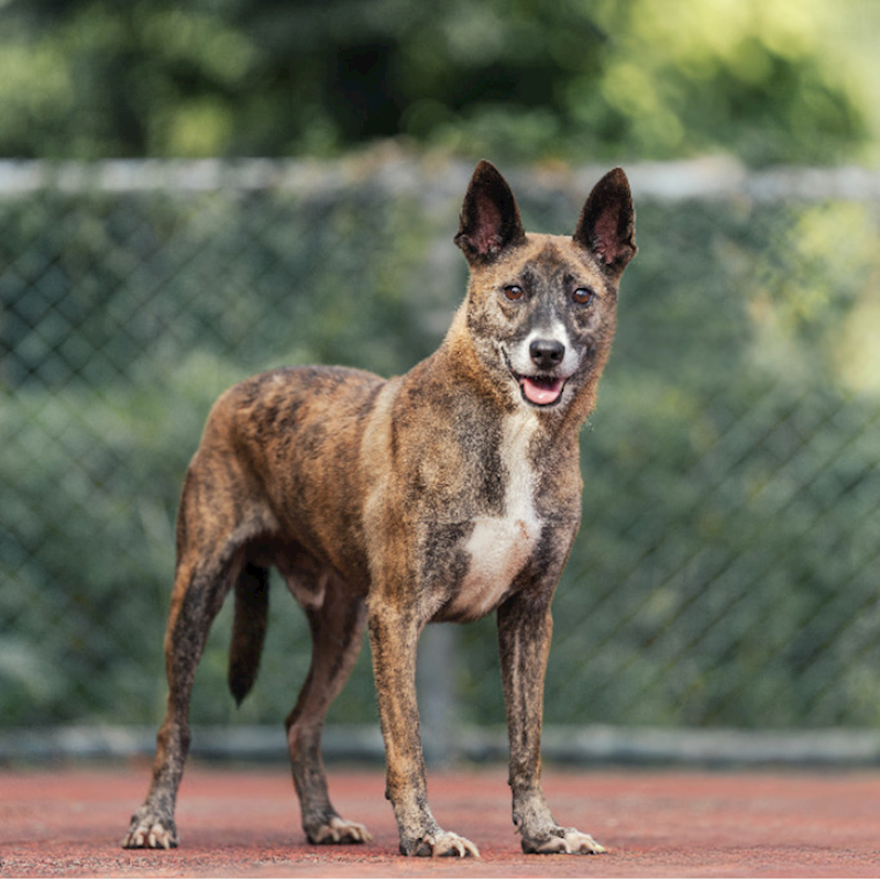 新北市板橋區公立動物之家,編號:134283, 混種犬          