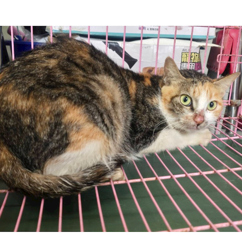 臺北市動物之家,編號:438531, 混種貓                 