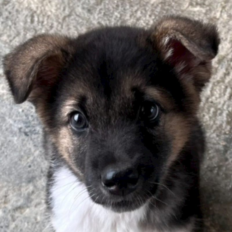 澎湖縣流浪動物收容中心,編號:441178, 混種犬          