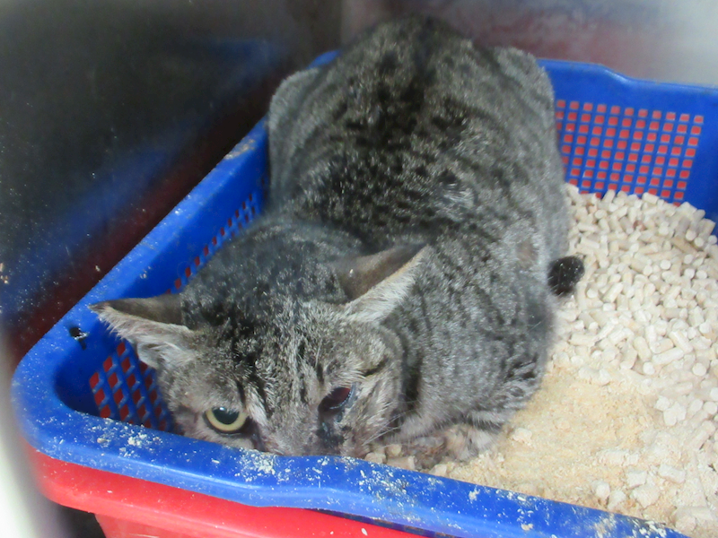 新竹市動物保護教育園區,編號:442982, 混種貓                 