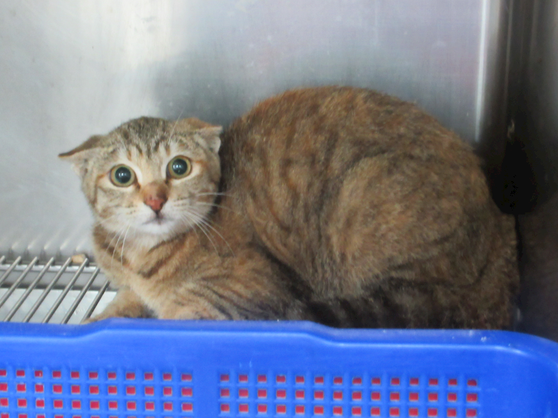 新竹市動物保護教育園區,編號:442983, 混種貓                 