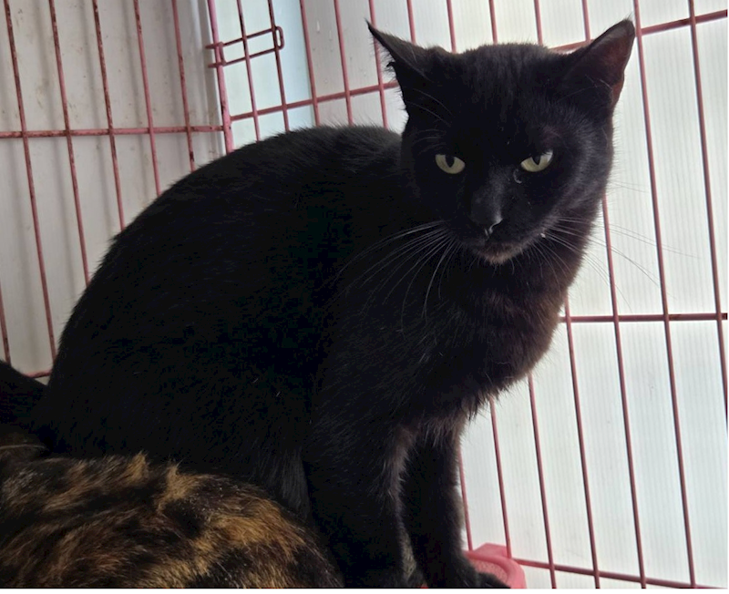 臺北市動物之家,編號:437386, 混種貓                 